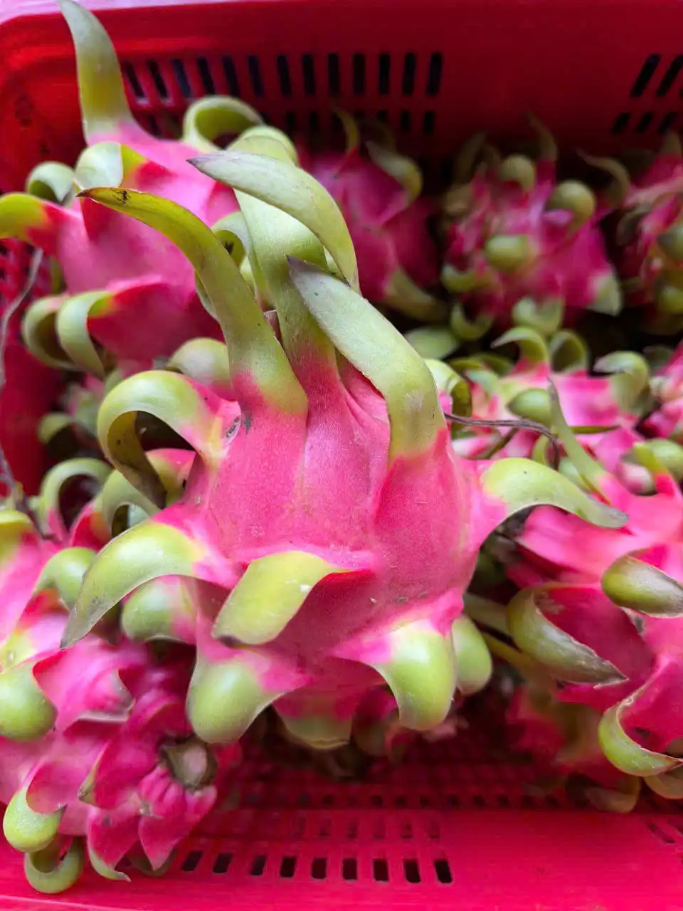 Alternative view of Thanh long đông lạnh